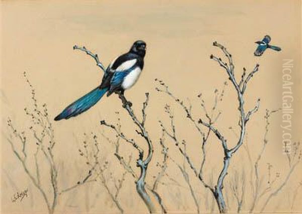 Azure-winged Magpie - view 1