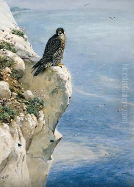 A Peregrine Falcon On A Cliff Side - view 1