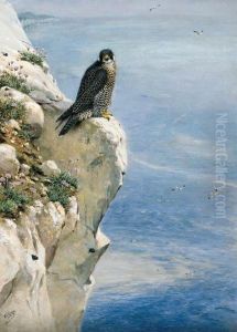 A Peregrine Falcon On A Cliff Side by George Edward Lodge