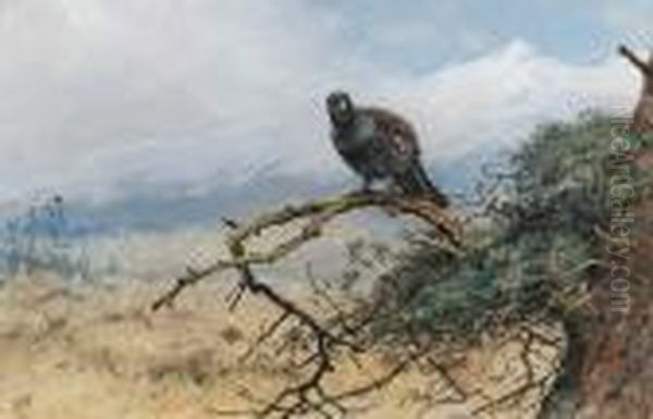 A Capercaillie - view 1