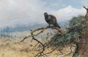 A Capercaillie by George Edward Lodge