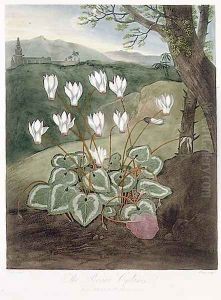The Persian Cyclamen, engraved by Elmes, from The Temple of Flora by Robert Thornton, pub. 1804 by Abraham Pether