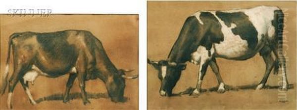 Studies Of Cows - view 1