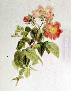 Rosa setigera The Prairie Rose, by Alfred Parsons 1847-1920 by Alfred Parsons