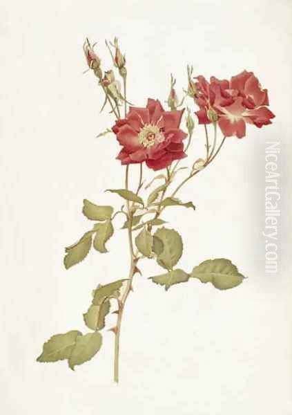 Rose Bourbon - view 1