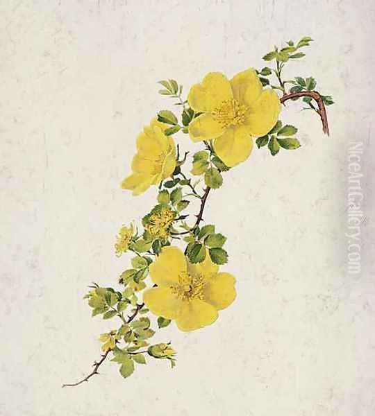 Rosa Foetida - view 1
