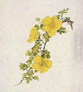 Rosa Foetida