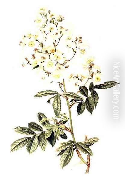 Rosa multiflora - view 1