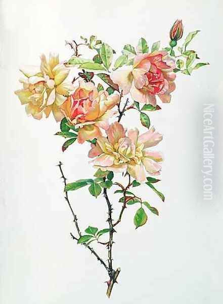 Rosa Chinensis - view 1