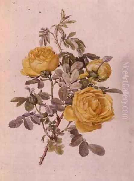 Rosa Genus, No.10, 755, c.1910 - view 1