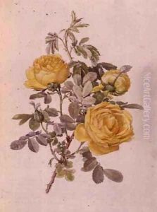 Rosa Genus, No.10, 755, c.1910
