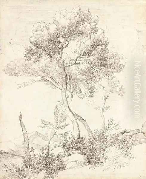 Two umbrella pines in a hilly landscape - view 1