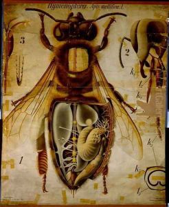 Anatomy of the Honey Bee, No.13, Pfurtschellers Zoological Wall Chart