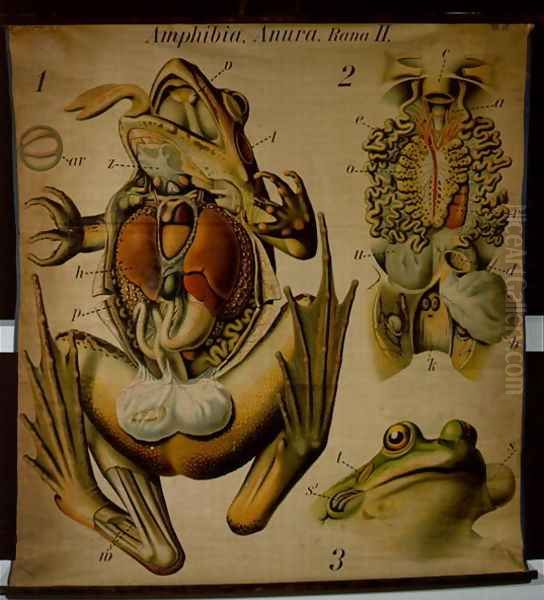 Anatomy of a Rana, no.27, Pfurtschellers Zoological Wall Chart - view 1