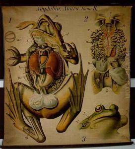 Anatomy of a Rana, no.27, Pfurtschellers Zoological Wall Chart