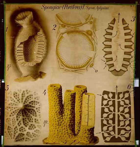 Sycon and Aplysina, No.12, Pfurtschellers Zoological Wall Chart - view 1