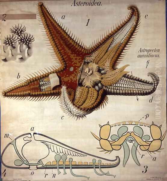 Astropecten, No. 11, Pfurtschellers Zoological Wall Chart - view 1