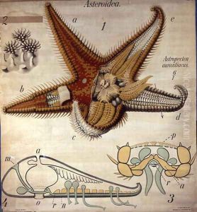 Astropecten, No. 11, Pfurtschellers Zoological Wall Chart by Paul Pfurtscheller