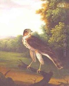 A Young Female Hawk, one year old by Robert Wilkinson Padley