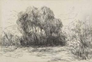 Arbres Au Bord De L'eau