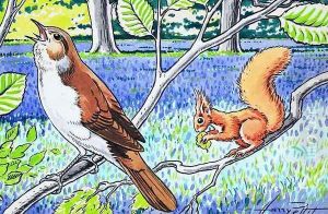 Little Red Squirrel 10 by Harry M. Pettit