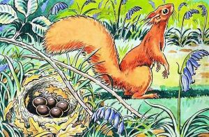 Little Red Squirrel 8