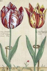 Tulipa Octaviani del pont, and Tulipa Elegant, from Hortus Floridus, published 1614-15 by Crispijn van de Passe