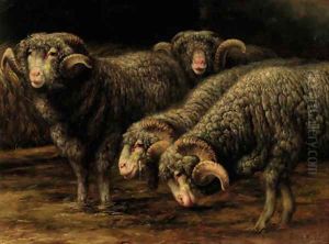Ewes grazing