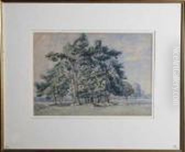 A Clump Of Pines - view 1