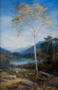 Silver Birch Silver Birch