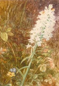 Scottish Ra Hrsa Ri Re -1958- "
Orchid, Salzburg"; Watercolour, Bears Signature And Inscription Verso,
According To The Label Attached To The Reverse, 11.5x8.2cm by John MacWhirter