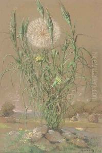 Study of a dandelion by Pierre Ernest Prins