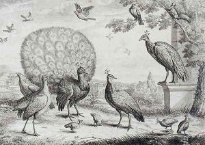 Group of Birds with Peacock by Francis Place