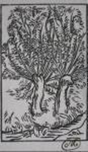 Trees by Aristide Maillol