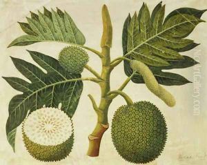 Bread Fruit, c.1769 by Sydney Parkinson