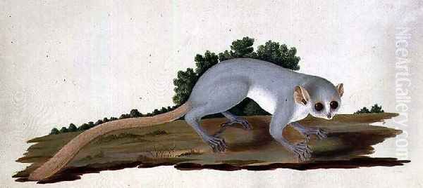 Mouse-lemur Microcebus murinus, Madagascar, 1767 - view 1
