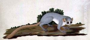 Mouse-lemur Microcebus murinus, Madagascar, 1767 by Sydney Parkinson