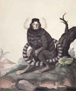 Cotton-eared Marmoset Callithrix jacchus, 1767 by Sydney Parkinson