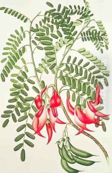 Clianthus puniceus, Plate 432 from Banks Florilegium, gathered from North Island, New Zealand, on Captain Cooks First Voyage, engraved by Daniel MacKenzie, 1769 - view 1