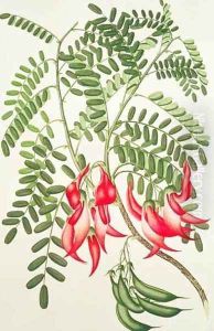 Clianthus puniceus, Plate 432 from Banks Florilegium, gathered from North Island, New Zealand, on Captain Cooks First Voyage, engraved by Daniel MacKenzie, 1769