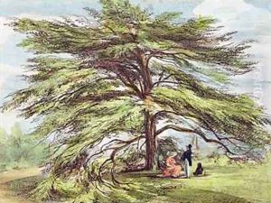 The Lebanon Cedar Tree in the Arboretum, Kew Gardens, plate 21 from Kew Gardens A Series of Twenty-Four Drawings on Stone, engraved by Charles Hullmandel 1789-1850 published 1820 by Papendiek, George Ernest