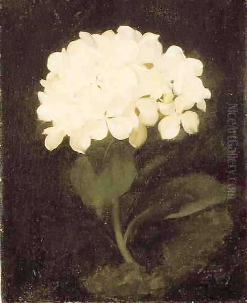 White Hydrangea - view 1