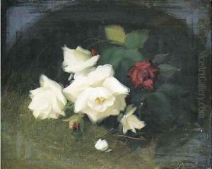 White and red roses 2