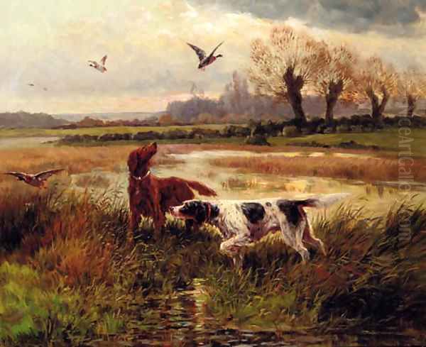Setters flushing out ducks - view 1