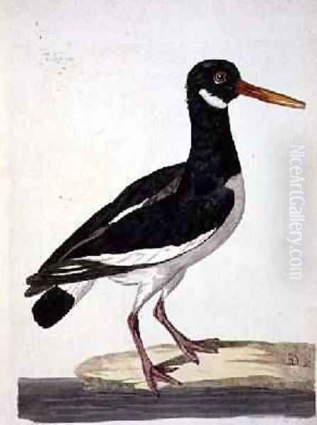 The Sea Pie or Oystercatcher Haematopus ostralegus plate from The British Zoology, Class II Birds, engraved by Peter Mazell fl.1761-97 1766 - view 1