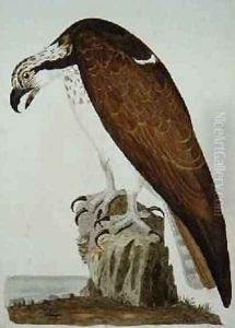 The Bald Buzzard, plate from The British Zoology, Class II Birds, engraved by Peter Mazell fl.1761-97 1766 The Bald Buzzard, plate from The British Zoology, Class II Birds, engraved by Peter Mazell fl.1761-97 1766