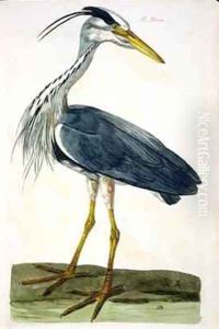 The Heron Ardea cinerea plate from The British Zoology, Class II Birds, engraved by Peter Mazell fl.1761-97 1766