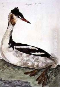The Great Crested Grebe Podiceps cristatus plate from The British Zoology, Class II Birds, engraved by Peter Mazell fl.1761-97 1766