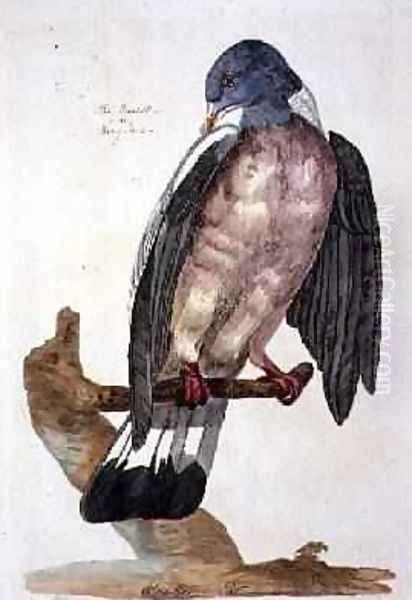 The Queest or Ring Dove, plate from The British Zoology, Class II Birds, engraved by Peter Mazell fl.1761-97 1766 - view 1