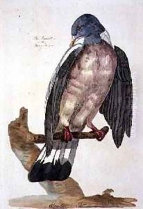 The Queest or Ring Dove, plate from The British Zoology, Class II Birds, engraved by Peter Mazell fl.1761-97 1766